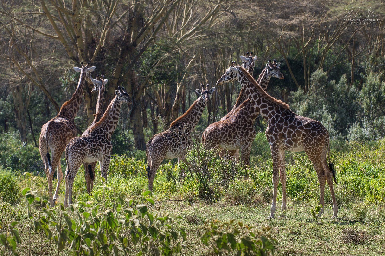 Naivasha - Crater Lake - Giraffes At a certain moment we were in the middle of a group of 25 giraffes which was an exciting moment. Stefan Cruysberghs